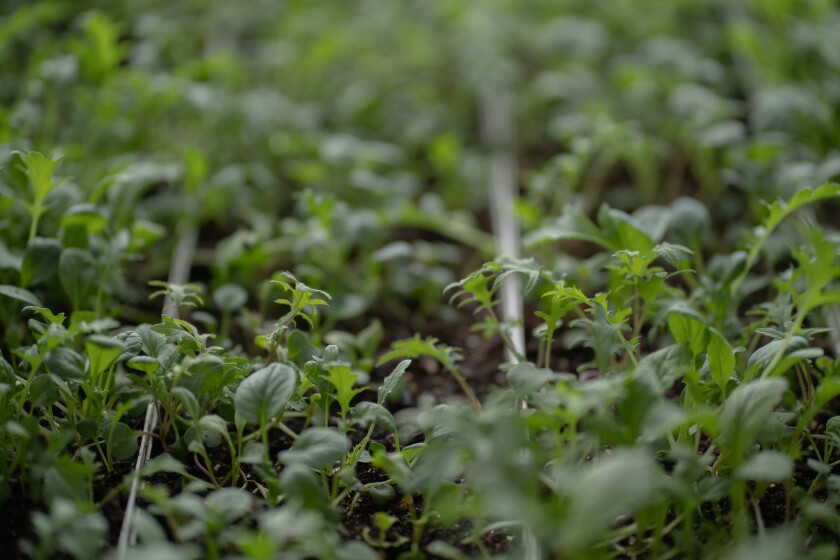 Lake City Catholic Worker Farm