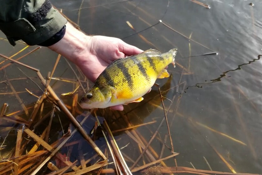 North Dakota Fish Challenge highlights state's native species - Grand ...