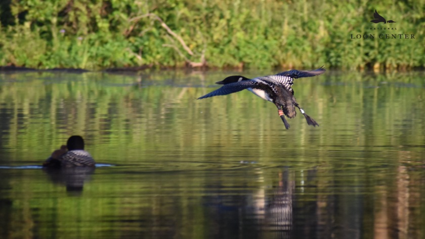 Banded Common Loon rejoining mate and chicks on Cross Lake.png