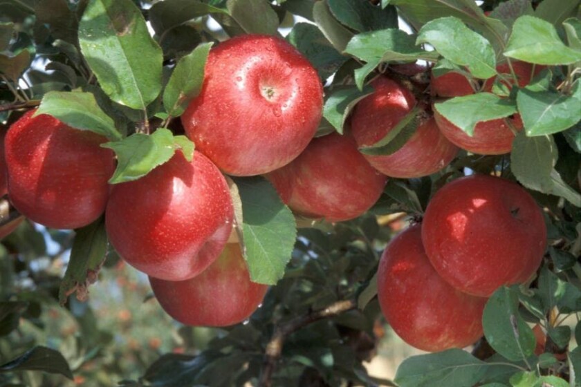 Red Granny Smith Apples Information and Facts