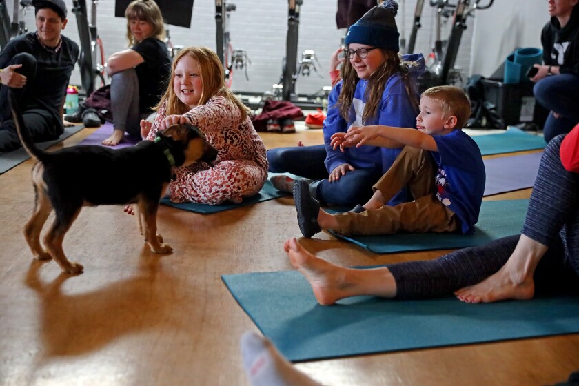 Enthusiastic puppies mob around people trying to do yoga.