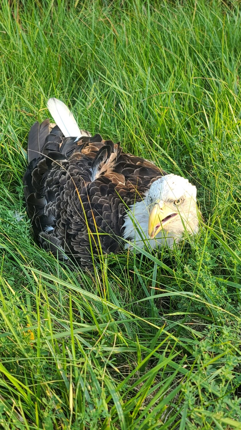 092022.N.St.Eagle.Marlys.jpeg