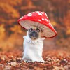 Brown French bulldog with sad face wearing white outfit and red mushroom hat