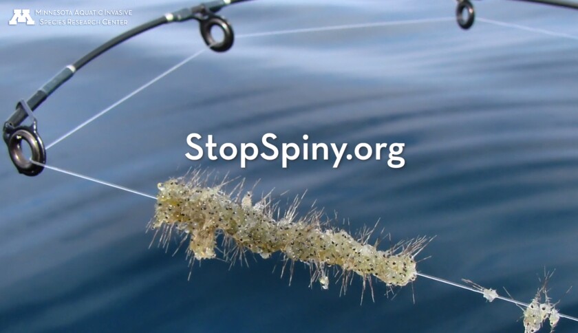 StopSpiny.org.jpg