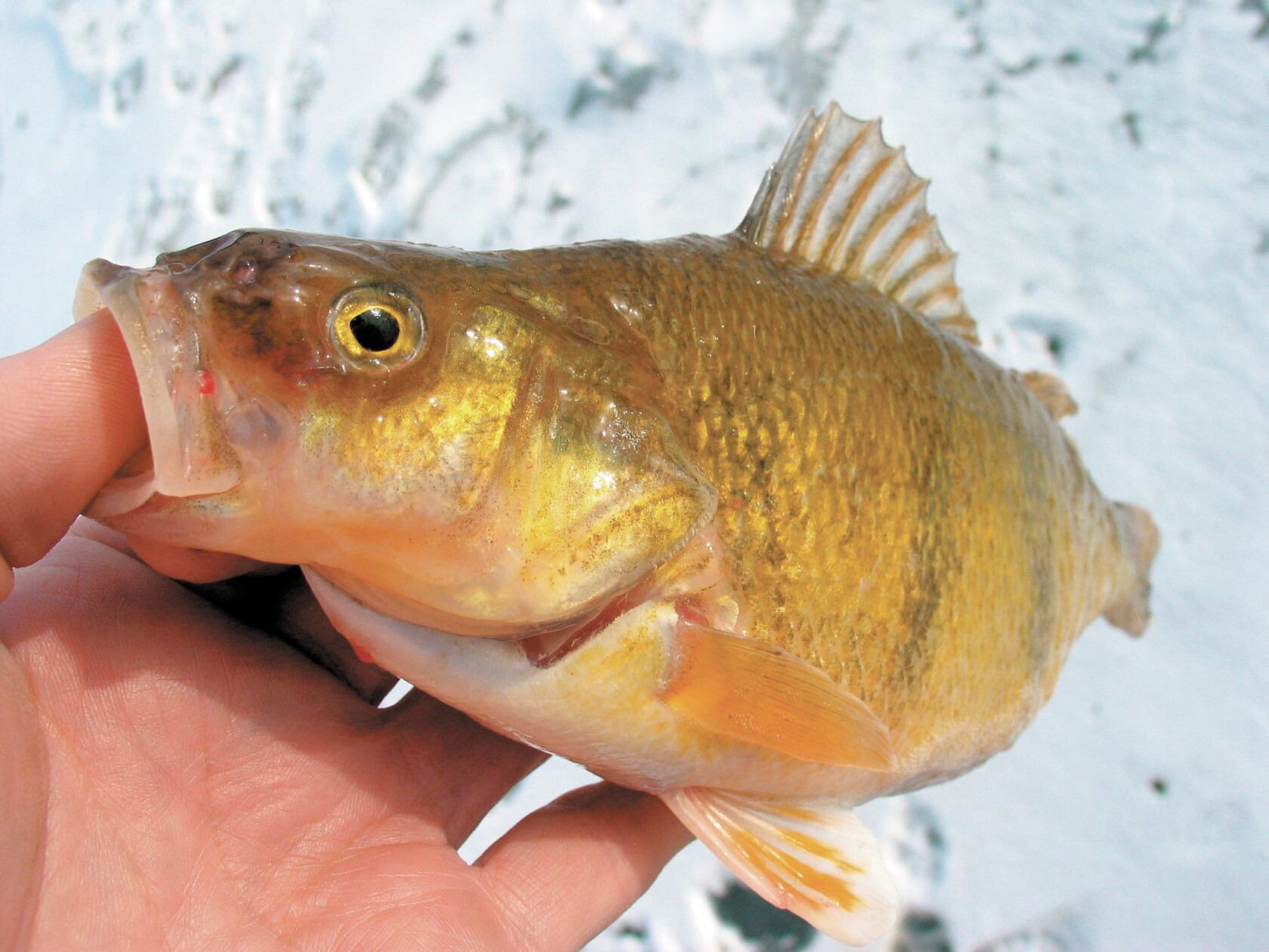 Angler Bat McFeely: Renowned angler Jason Mitchell bats back negativity over ...