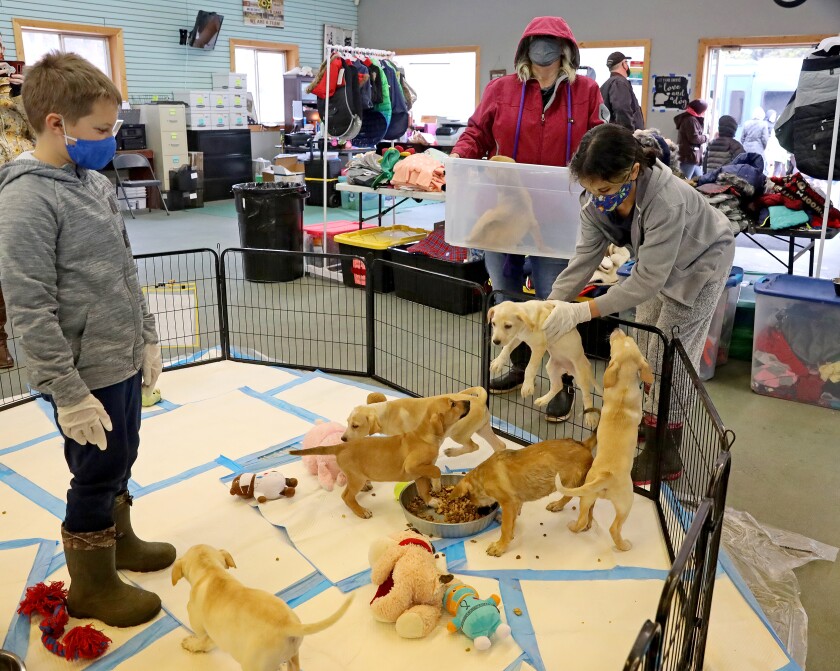 041721.F.BD.DOGRESCUE3.jpg