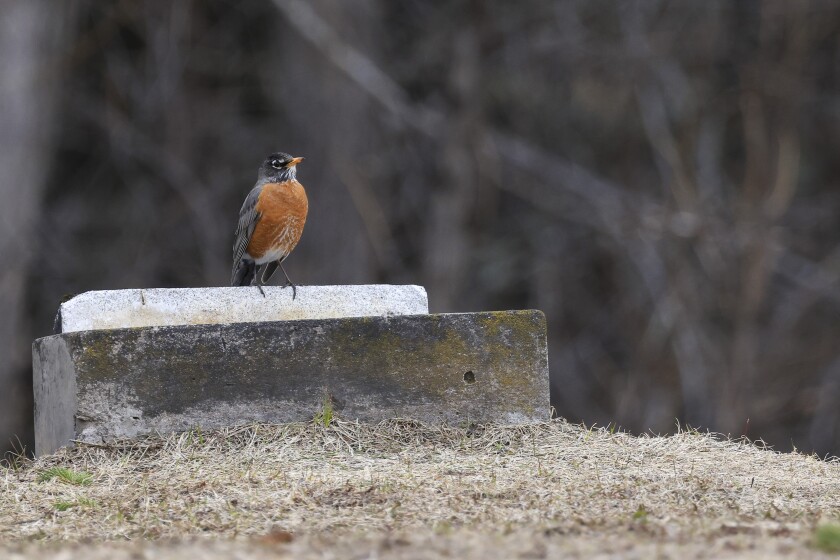 woman documents gravestones