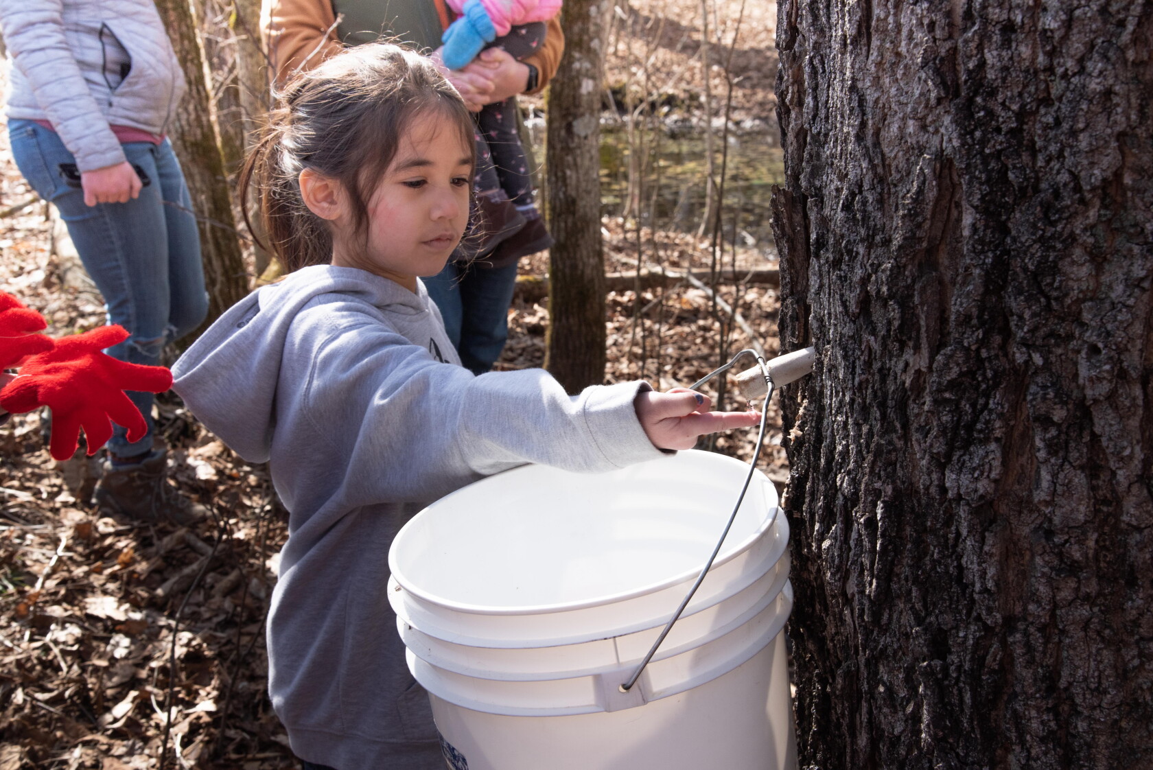 Maple Tree In May Bemidji, other Minnesota state parks host tree tapping events - Grand ...