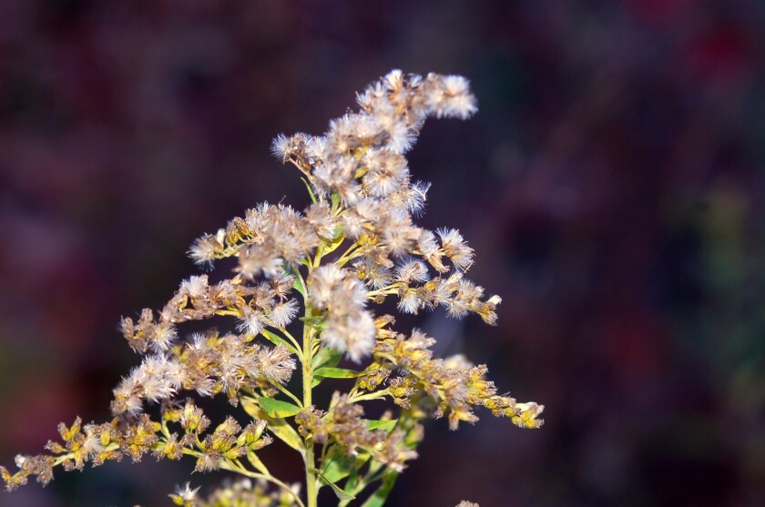 green stems with fluffy white seeds