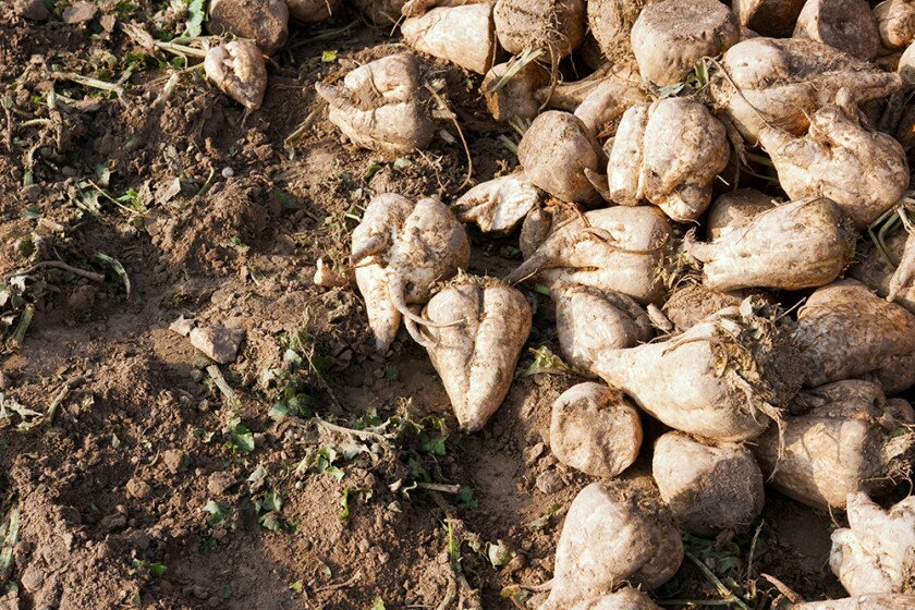 Red River BioRefinery plans to turn biological waste, including waste from sugar beets, into ethanol. Forum News Service