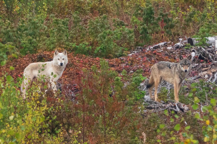 North Shore photographers capture 'awe-inspiring' encounter with white ...