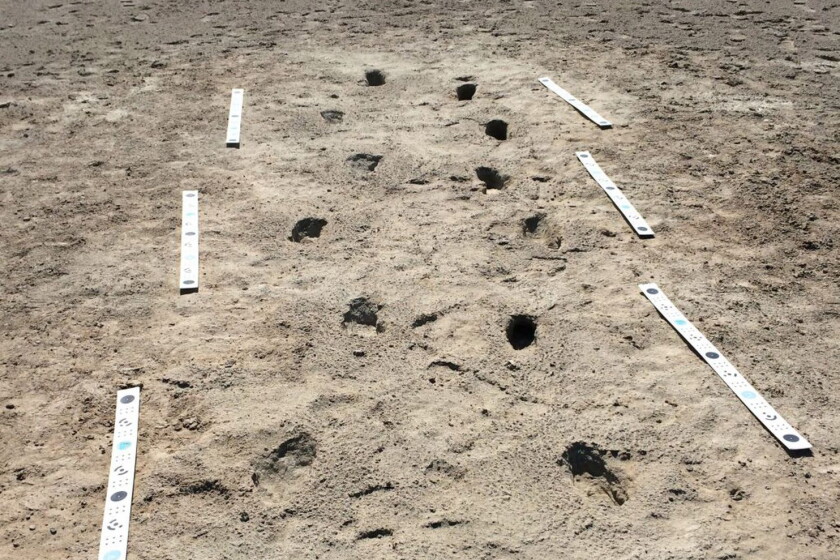 'Unique in the world' fossil footprints show a human chasing an extinct ...
