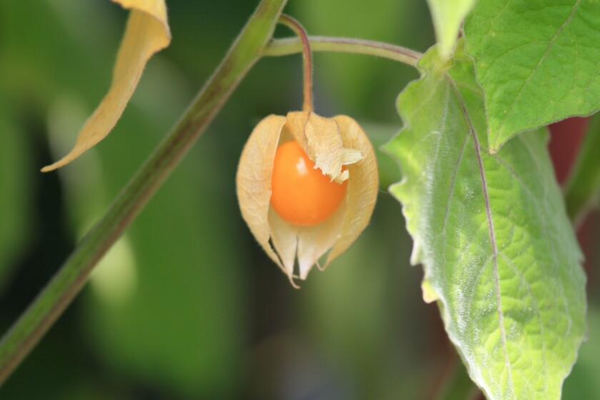 Ripe,Fruit,Of,Physalis,Peruviana,With,Husk,In,The,Garden.