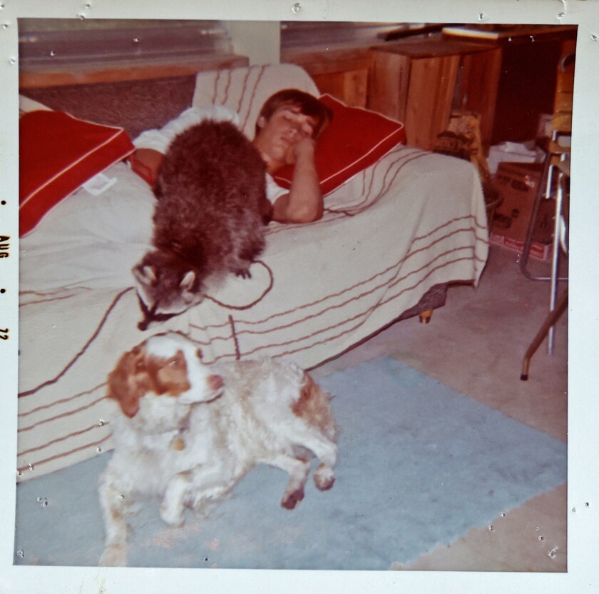 Back Then Raccoon - bed