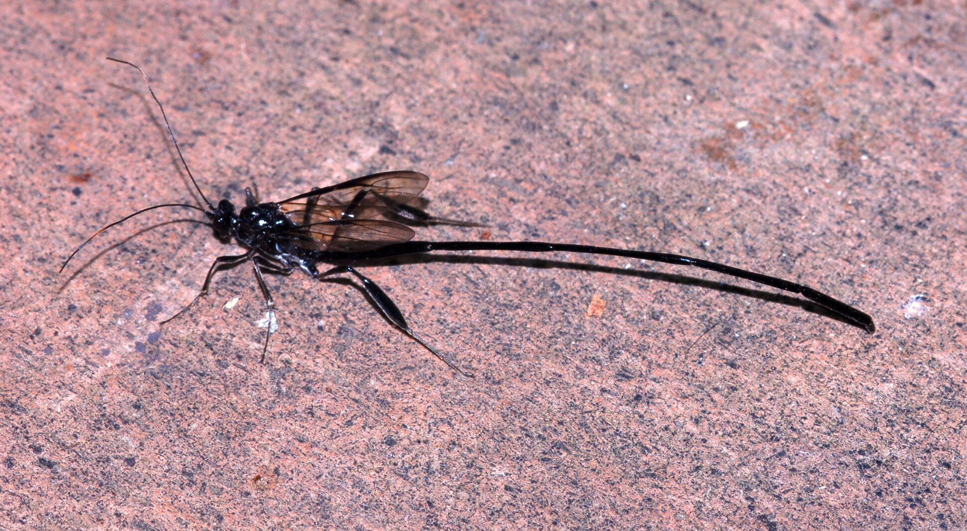 White Rapids Insect Northland Nature: That strange insect in the yard, explained - Duluth ...