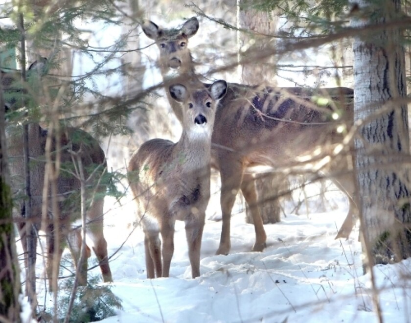 Deer winter snow