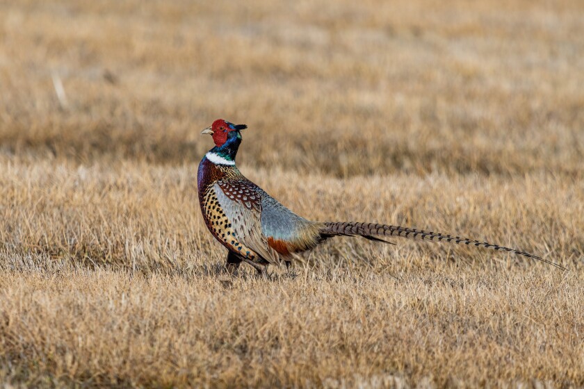 birding photos seth owens