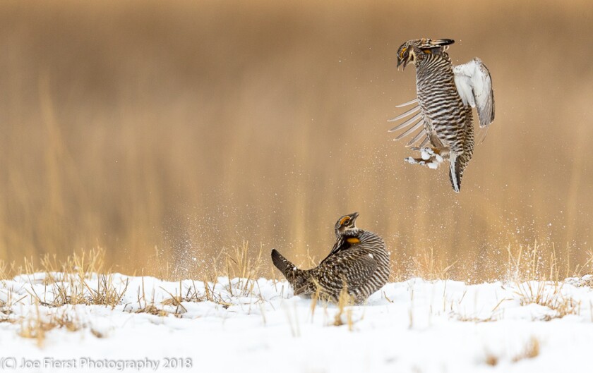 prairie chickens in snow.jpg