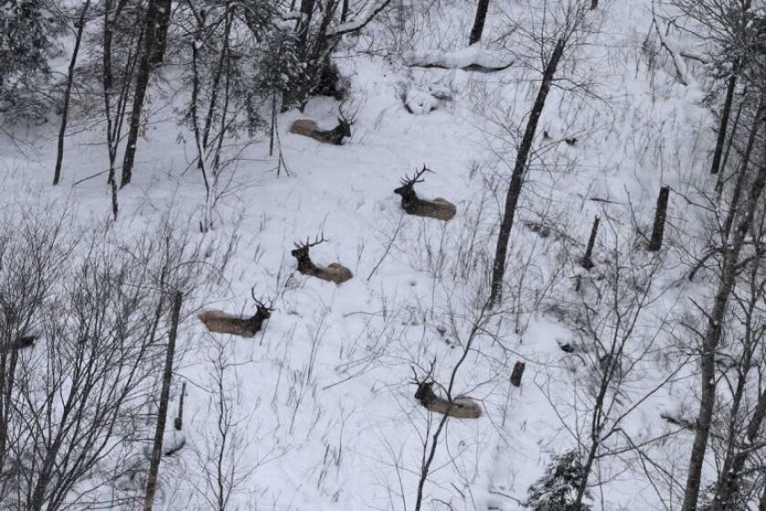 Michigan elk