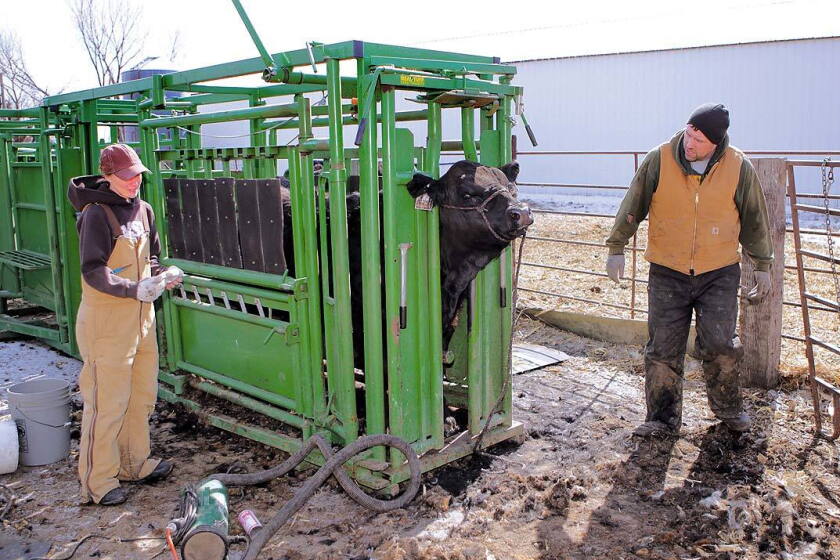 Cow Fin Eyes on expansion: ND, Minn. producers look to increase beef cow ...