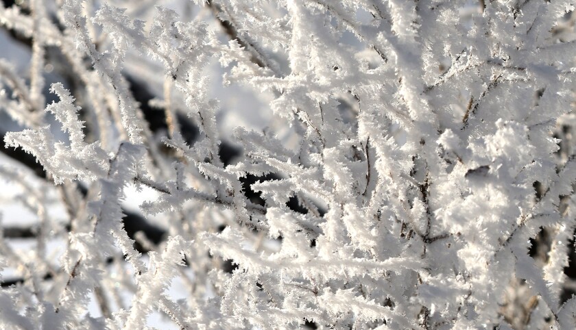 Rime ice forms when warm fog moves in on an area of cold surfaces such as trees, high lines and road surfaces.
