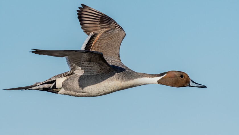 birds in flight or on water