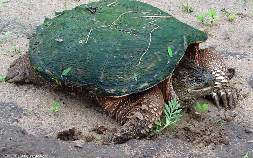 Snapping Turtle In Minnesota Ask the Master Naturalist: More than one reason why the turtle is ...