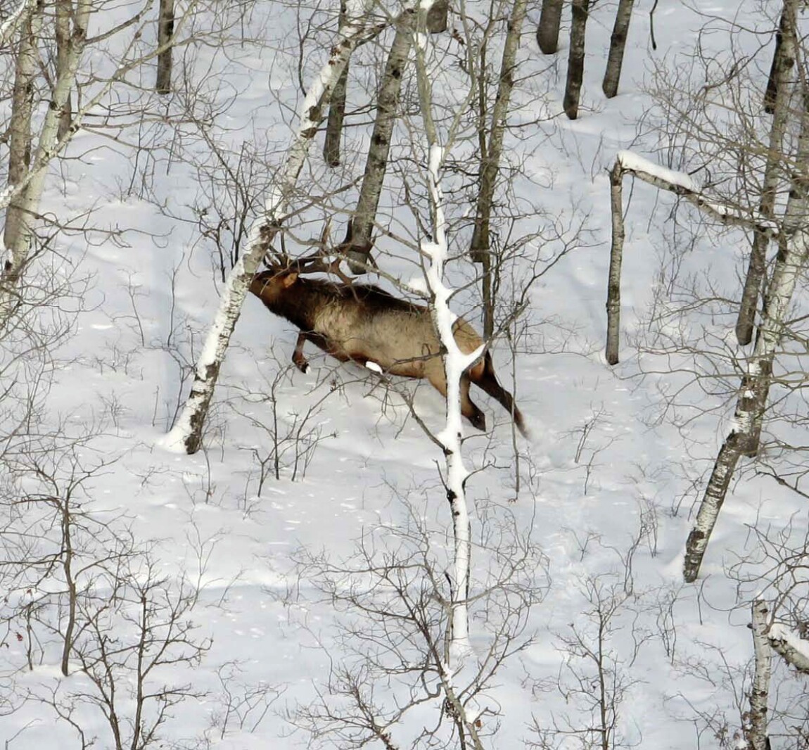 DNR shares results from aerial winter elk survey in northwest Minnesota ...
