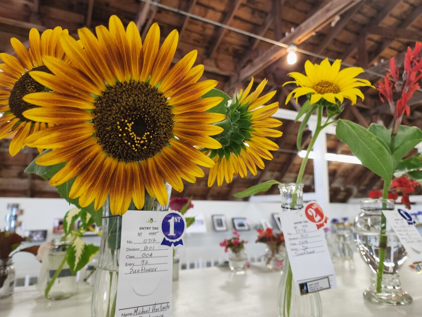 Many flowers and plants are on display in the horticulture exhibit at the Nobles County Fair on Thursday, Aug. 4, 2022.
