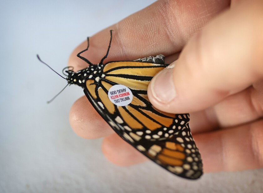 Butterfly tagging in Fargo illustrates vital tool for preserving ...
