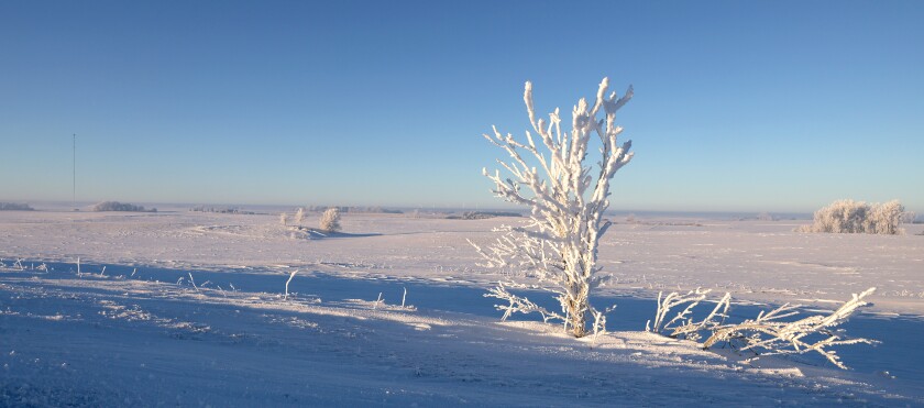 An ice-covered bush catches the morning light near Monroe Avenue, west of Worthington.