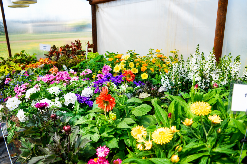 Rows of colorful flowering plants bloom inside the Heart River Garden Co greenhouse near Carson.