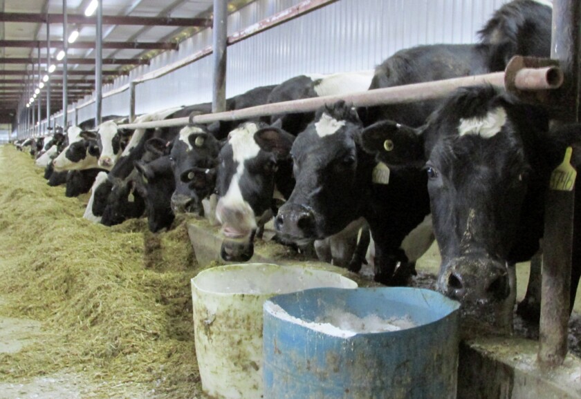 Dairy cows are pictured in a South Dakota dairy operation. (Erin Beck/For The Daily Republic)