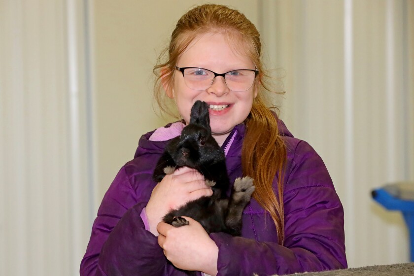 The 14th annual 4-H rabbit fun show and workshop judging Saturday, April 30, 2022, at the Crow Wing County Fairgrounds.
