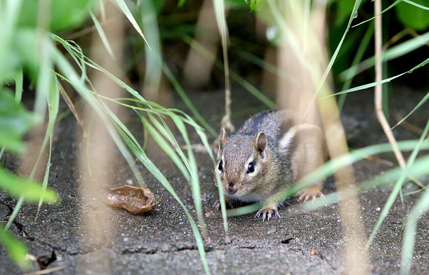 A chipmunk guards his peanut shell off a trail in Billings Park