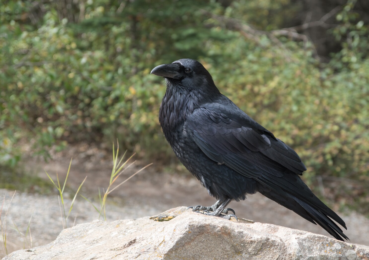 BLANE KLEMEK OUTDOORS: Ravens are one of the Northland's premier birds - Bemidji Pioneer | News, weather and sports from Bemidji, Minnesota BLANE KLEMEK OUTDOORS: Ravens are one of the Northland's premier birds - Bemidji Pioneer | News, weather and sports from Bemidji, Minnesota