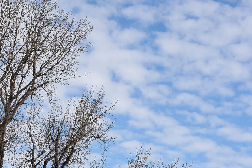 cottonwood tree n cottony clouds 012622.jpg