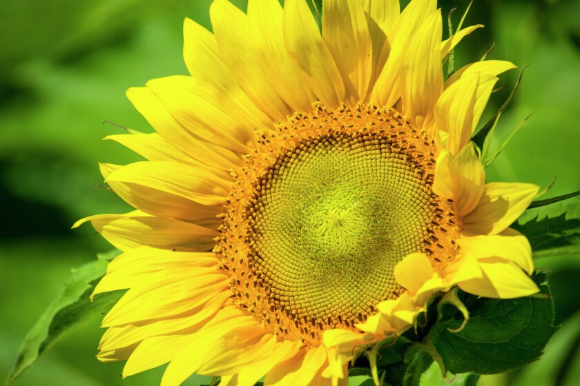 2709335+NN Sunflower VL Small.jpg