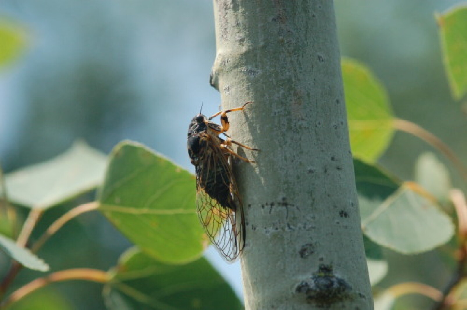 Northland Nature - August belongs to the insects - Cloquet Pine Journal ...