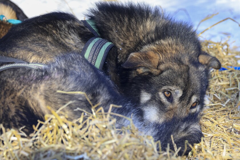 sled dog race