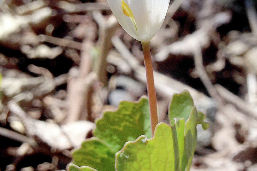 2518277+kingBLOODROOT0511c.jpg