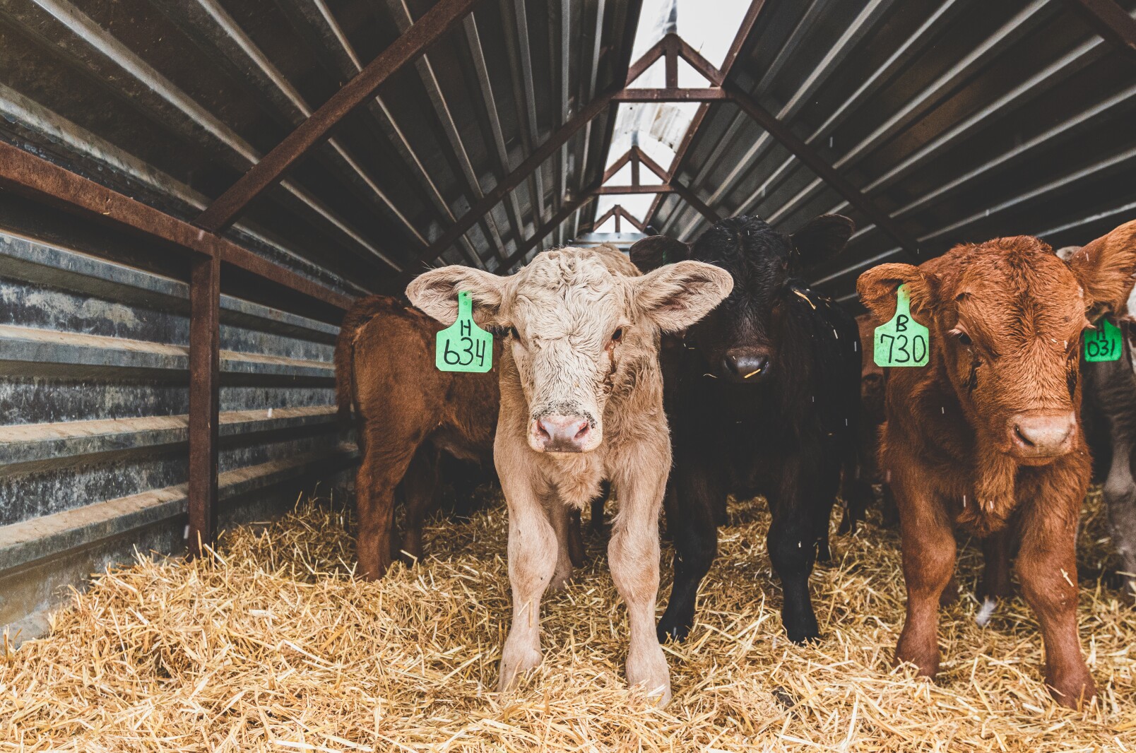 GronsethCattleFarm-29.jpg