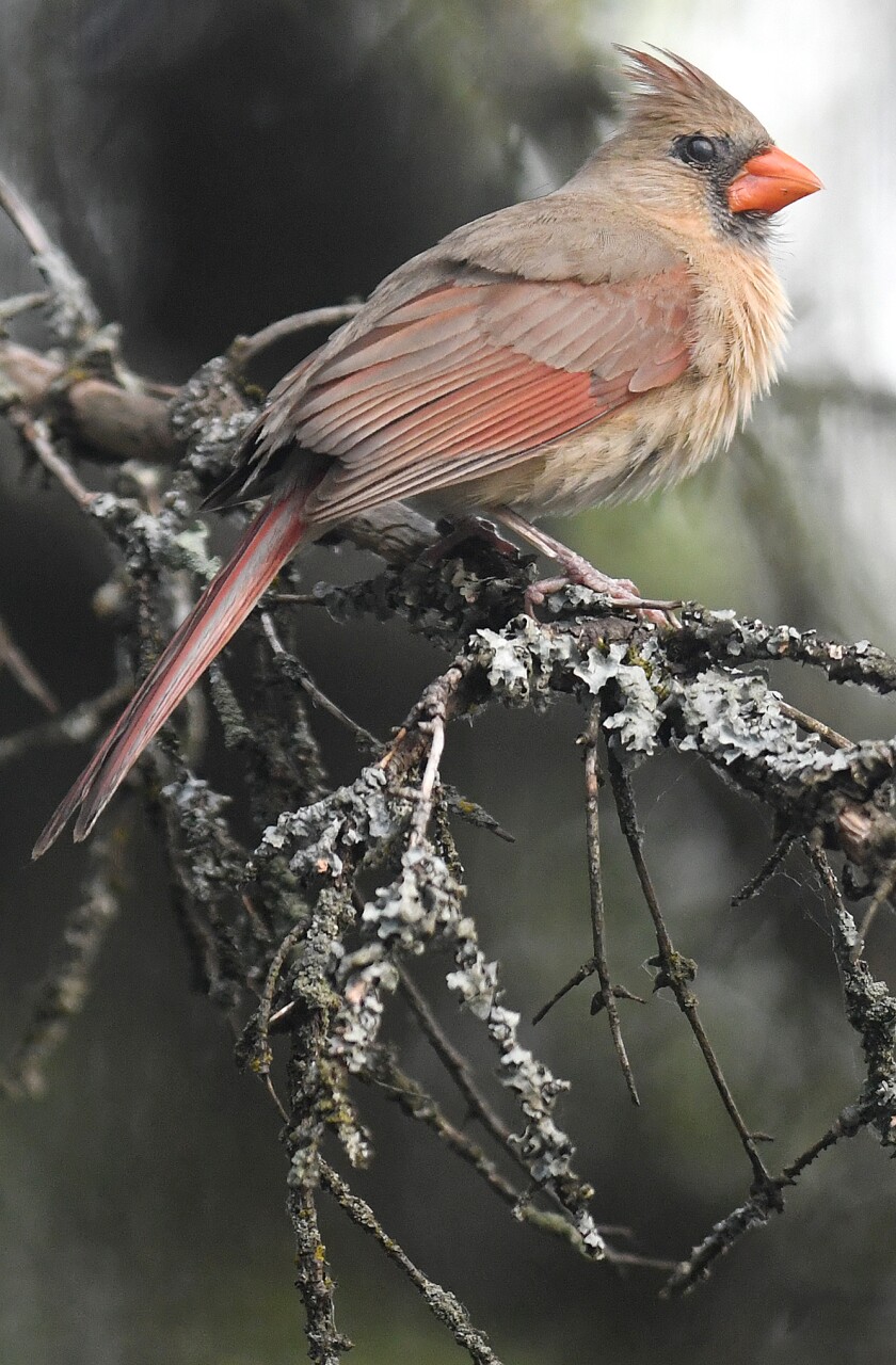 An adult female Northern Cardinal sits on a branch