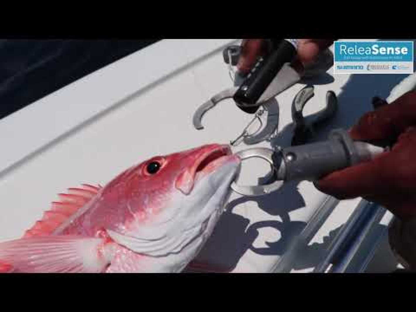 Fish Descending Devices - The Dickinson Press | News, weather, sports ...