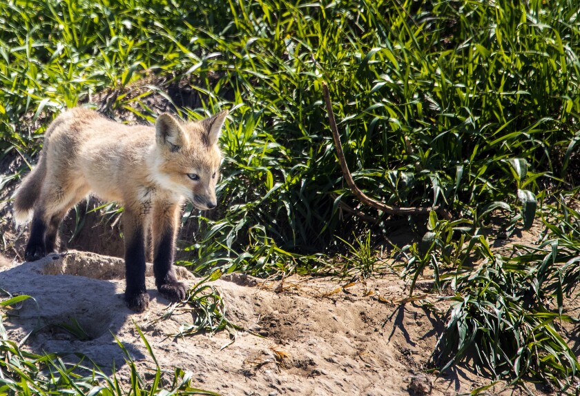 Fox kits 052323 005.jpg