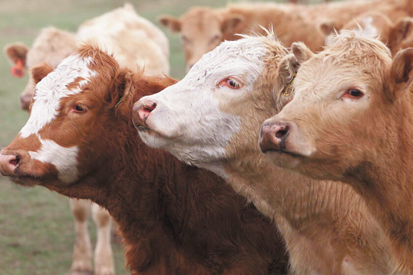 Cow Fin North Dakota watching for bird flu in dairy cows; no cases yet - Agweek ...