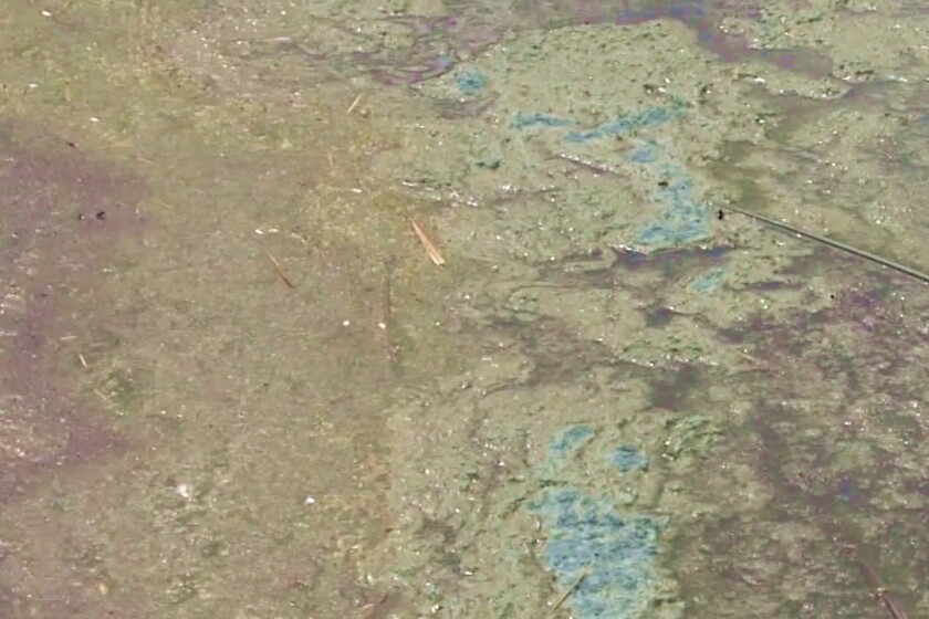 Blue-green algae reported in 9 bodies of water in North Dakota