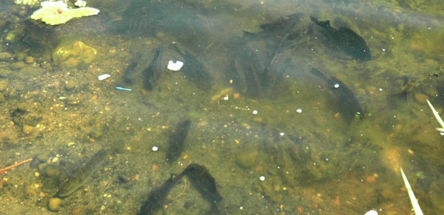 DNR s 2020 Fish Stocking Successful Despite Challenges Detroit Lakes dnr-s-2020-fish-stocking-successful-despite-challenges-detroit-lakes