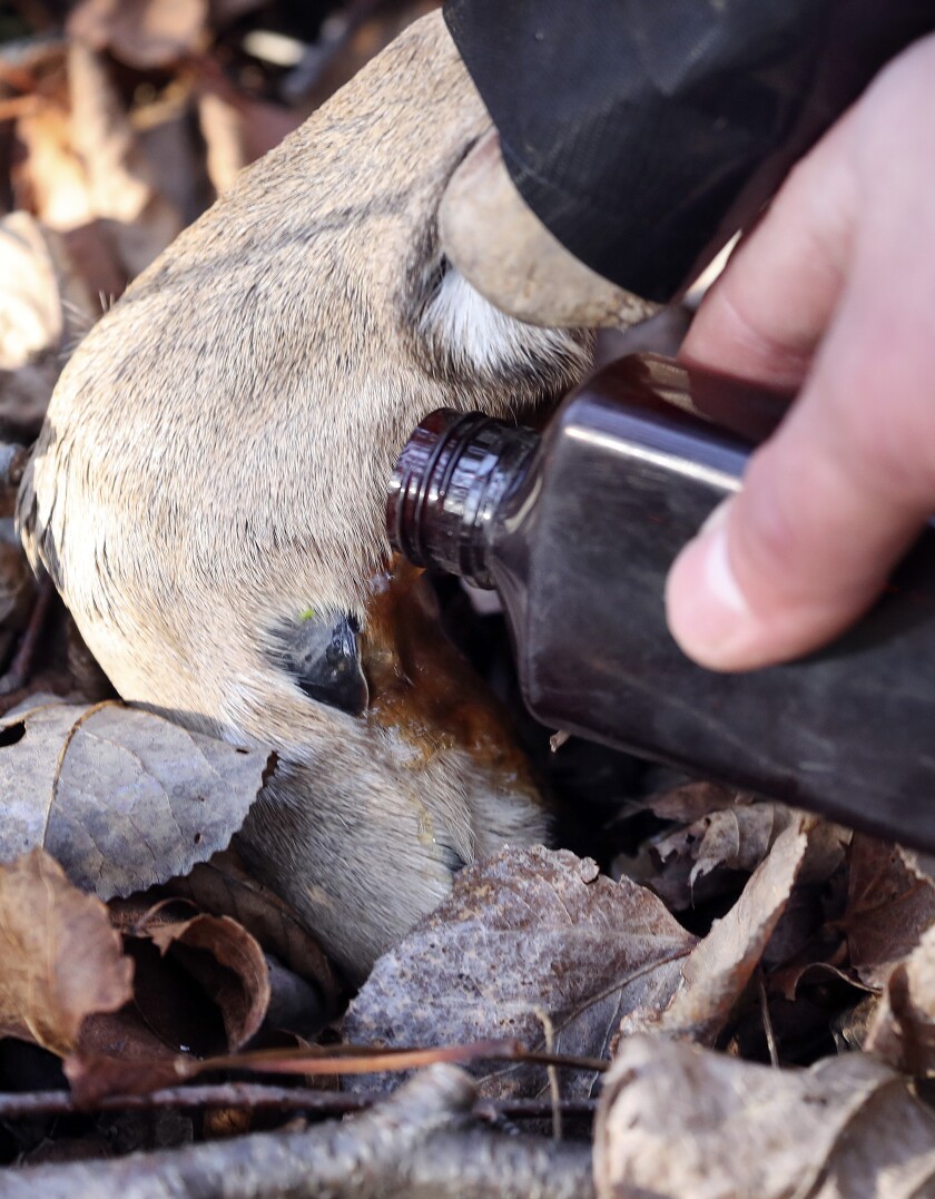 111321.O.DNT.deertrackingdogC5.jpg