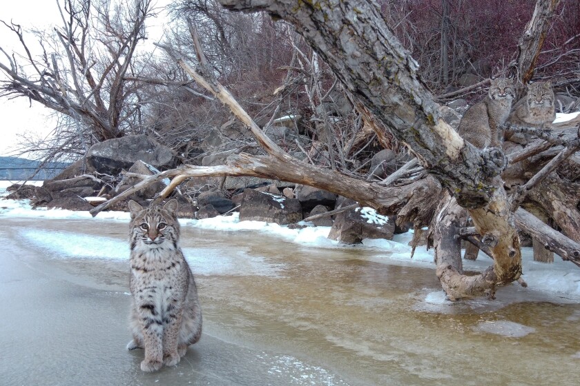 Bobcat on the prowl in Boonton, report says 